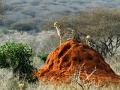 541 - GUEPARD - TSAVO - HOUDEBERT PHILIPPE - switzerland